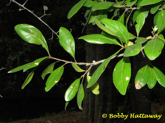 {Quercus laurifolia}